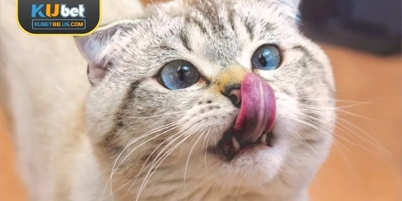 Mơ thấy mèo theo từng nền văn hóa