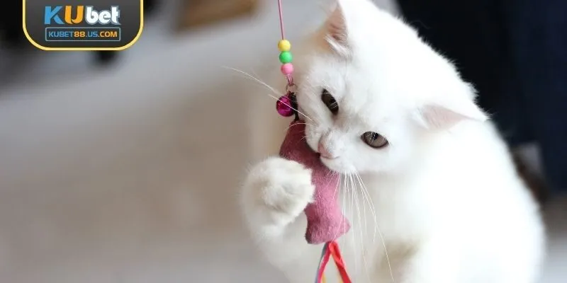 Mơ thấy mèo chơi đùa, nhiều may mắn!